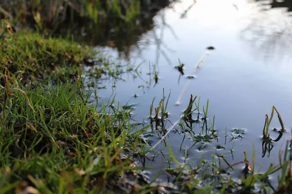 Güneş Işığındaki Su ve Çimenin Huzurlu Yansıması