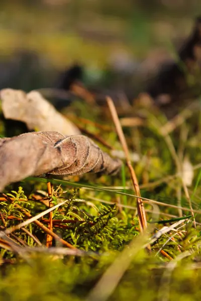 Yosun ve çimlerin üzerinde düşen bir yaprağın yakın çekimi