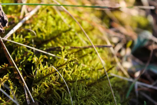 Canlı yeşil yosun ve liken detayı