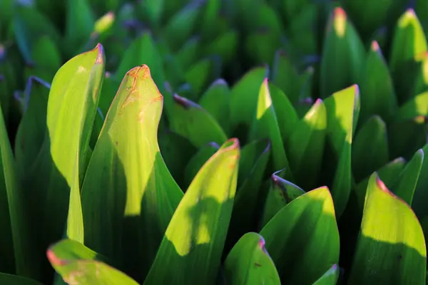 Canlı yeşil su bitkisinin güneş ışığını yakalayan yapraklarına yakın çekim