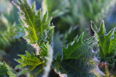 Ayrıntılı Yapraklı Isırgan Bitkisinin Yakın Çekimi