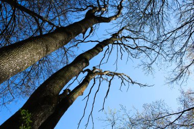 Mavi gökyüzüne karşı ağaç dalları