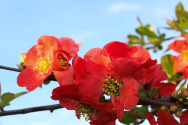 Ayva Çiçekleri Parlak Gökyüzünün Altında