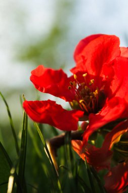 Güneş Işığında Canlı Kırmızı Çiçeğin Yakın Çekimi