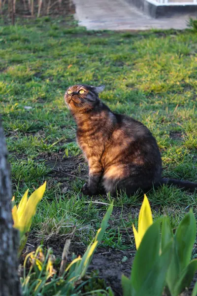 Güneşli bir bahçede meraklı bir tekir kedi dik dik bakıyor.