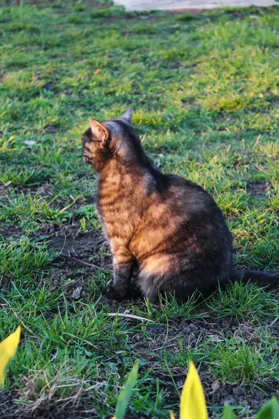Çimenlerde oturan bir kedi, gün ışığında yıkanmış.