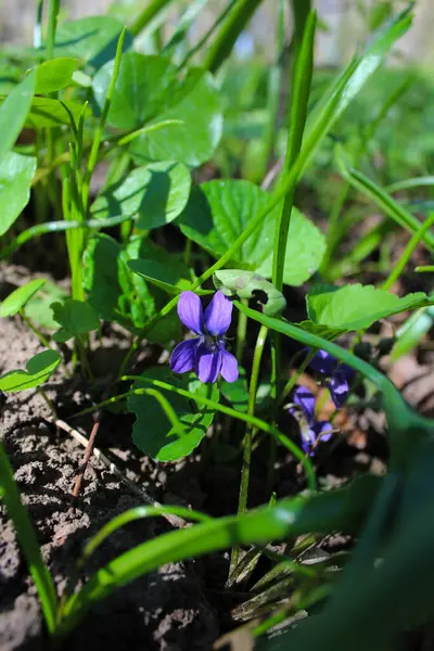 Mavi yusufçuk yeşil yaprakta
