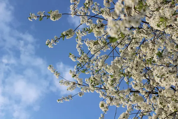 Kiraz Çiçekleri Bulutlu Gökyüzüne Karşı Çiçek Açıyor