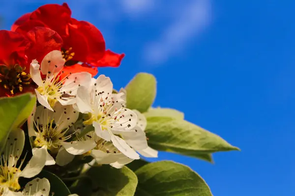 Parlak Mavi Gökyüzüne Karşı Kırmızı ve Beyaz Çiçekler