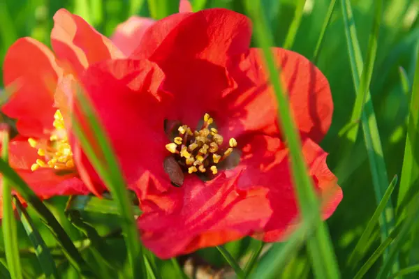 Çimenlerde açan canlı kırmızı ayva çiçeğine yakın plan.