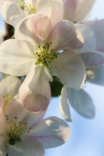 Güneş Işığında Elma Çiçeklerinin Yakın Çekimi