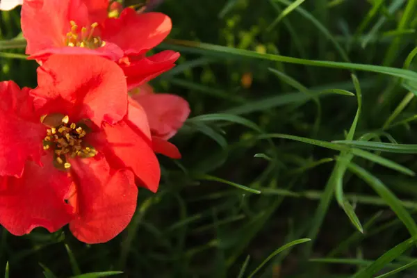 Yeşil çimenlerin arasında açan canlı kırmızı çiçeklerin yakın çekimi