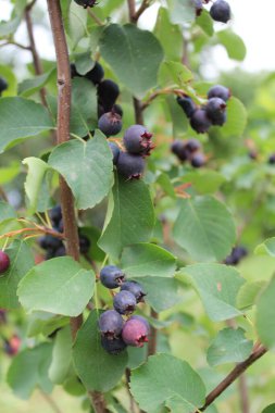 Olgun Meyve ve Yeşil Yapraklı Serviceberry şubesi