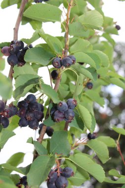 Olgun böğürtlen ve yeşil yapraklı Böğürtlen ağacı dalı