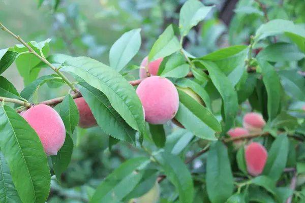 Şeftali Ağacı Dalları Güneş Işığında Olgun Meyvelerle Dolu