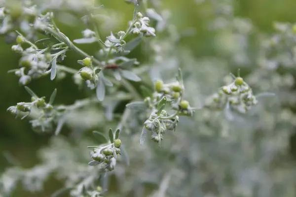 Artemisia 'ya küçük, yeşil tomurcuklar ve gümüşi yapraklarla yakın çekim.