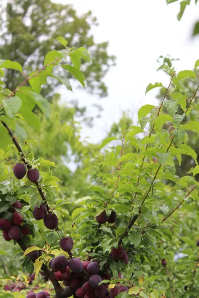 Erik Ağacı Dalları Olgun Meyvelerle Dolu