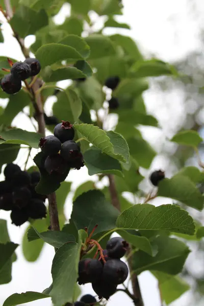 Olgun Meyve ve Yeşil Yapraklı Serviceberry şubesi