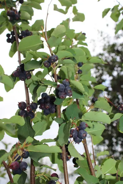 Olgun Meyve ve Yeşil Yapraklı Serviceberry şubesi