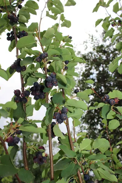 Olgun böğürtlen ve yeşil yapraklı Böğürtlen ağacı dalı