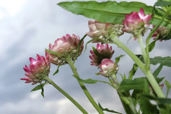 Gökyüzüne uzanan Pembe ve Beyaz Ebedi Çiçekler