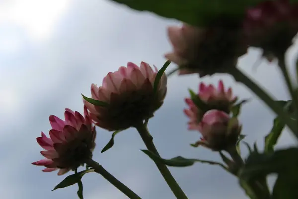 Gökyüzüne uzanan Pembe ve Beyaz Ebedi Çiçekler