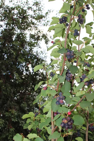 Olgun böğürtlen ve yeşil yapraklı Böğürtlen ağacı dalı