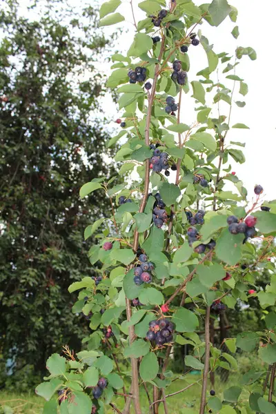 Olgun böğürtlen ve yeşil yapraklı Böğürtlen ağacı dalı