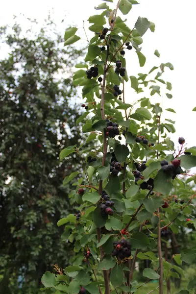 Olgun böğürtlen ve yeşil yapraklı Böğürtlen ağacı dalı