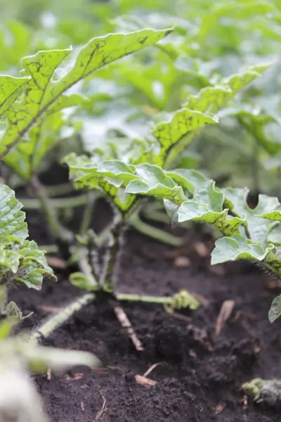 Sarmaşıkta büyüyen küçük bir karpuz