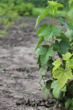 Kuşüzümü filizleri tarlalarda yetişiyor.