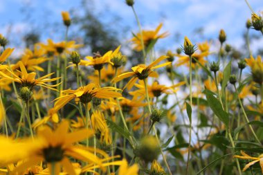 Canlı Sarı Kudüs Enginar Çiçekleri Açtı
