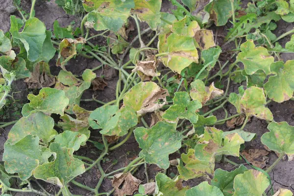 Bitki hastalığı tarladaki bir kavun bitkisinin yapraklarını etkiliyor..