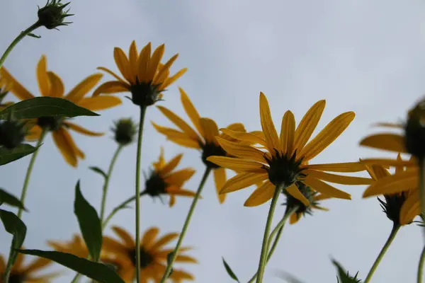 Canlı Sarı Kudüs Enginar Çiçekleri Açtı