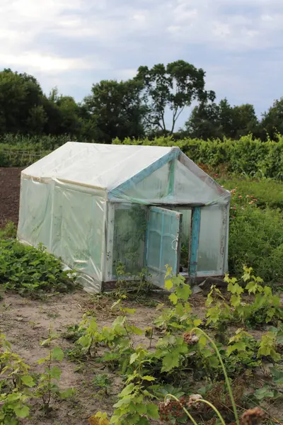 Bir Bahçedeki Sera Bitkiler Yuvası