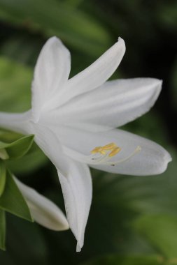 Çiçek açan zarif Beyaz Hosta Çiçeği, Yakın plan Görünümü