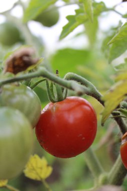 Yatakta olgunlaşmış yeşil domatesler.