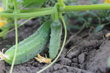 Bahçede taze salatalıklar yetişiyor, sarı çiçekler ve detaylı yapraklarla.