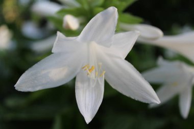 Çiçek açan zarif Beyaz Hosta Çiçeği, Yakın plan Görünümü