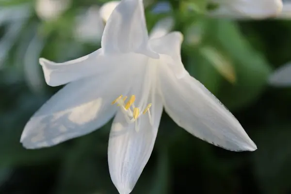 Çiçek açan zarif Beyaz Hosta Çiçeği, Yakın plan Görünümü