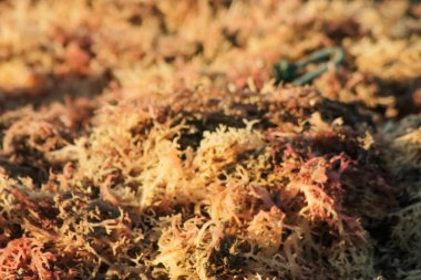 Kurutulmuş yosun, deniz kenarında kurutulmuş yosun.