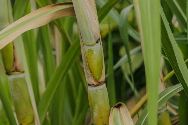 Bahçede taze şeker kamışı. Şeker kamışı şeker ve yiyecek üretmek için ekildi