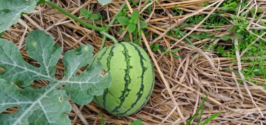 Tarlada büyüyen karpuz. Çiftlikteki karpuz