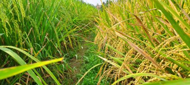 Çeltik tarlaları hasat edilmeye hazır ve büyüyor.
