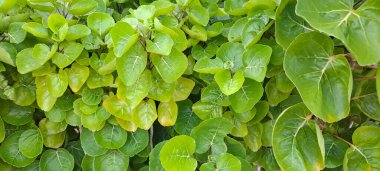 Kalkan aralia denilen tropikal bir çalılık, veya erik aralia (Polyscias scutellaria)