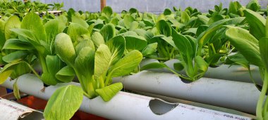 Hidrofonik boruda paket var. Hidrofonik sebze çiftliği.