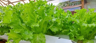 Yeşil yapraklı marul çiftliği hidroponik yöntemi olarak kullanılır. Serada yetişen marul çiftliğinin hidrofoniği.