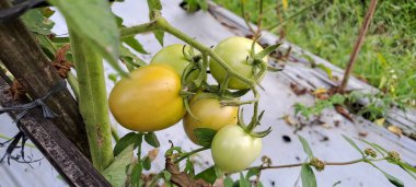 Asmalı yeşil organik domates, tarlada büyüyen domatesler.