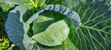 lahana çiftçi tarlasında yetişir. Beyaz başlı lahanalar