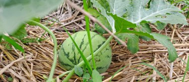 Tarlada büyüyen karpuz. Çiftlikteki karpuz